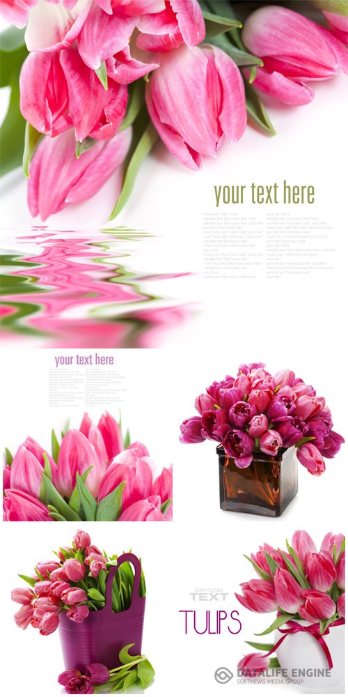 Pink tulips stock photo