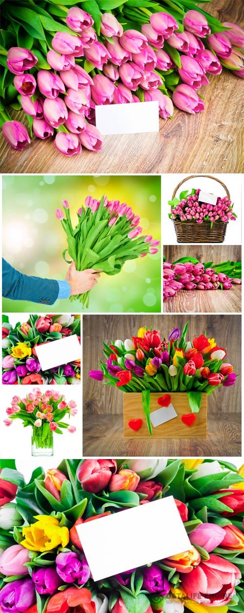 Bouquets of colorful tulips stock photo