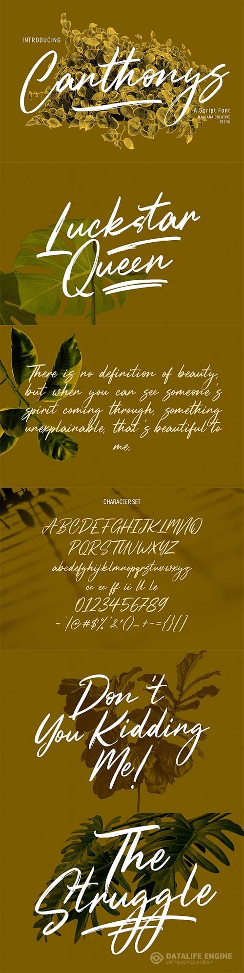 Canthonys Brush Script Font