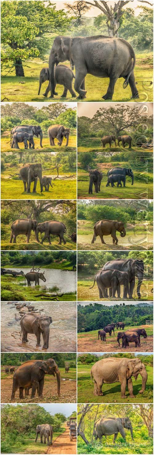 Elephants and little elephants in nature stock photo