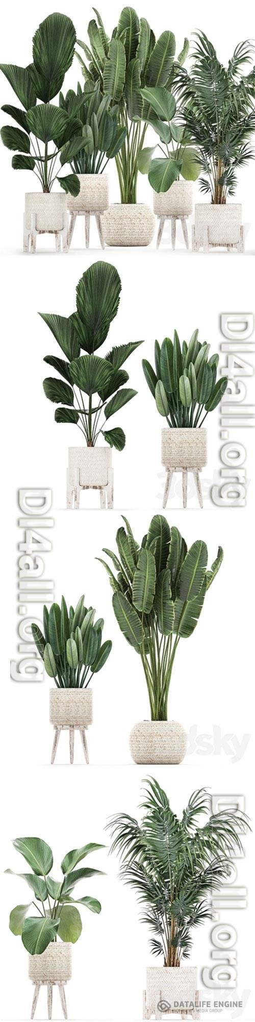 Plant collection 713. White basket, rattan, flowerpot, Banana, palm, howea