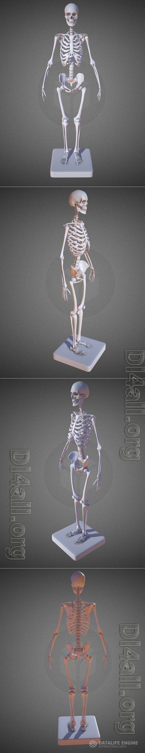 Female Skeleton 3D Print