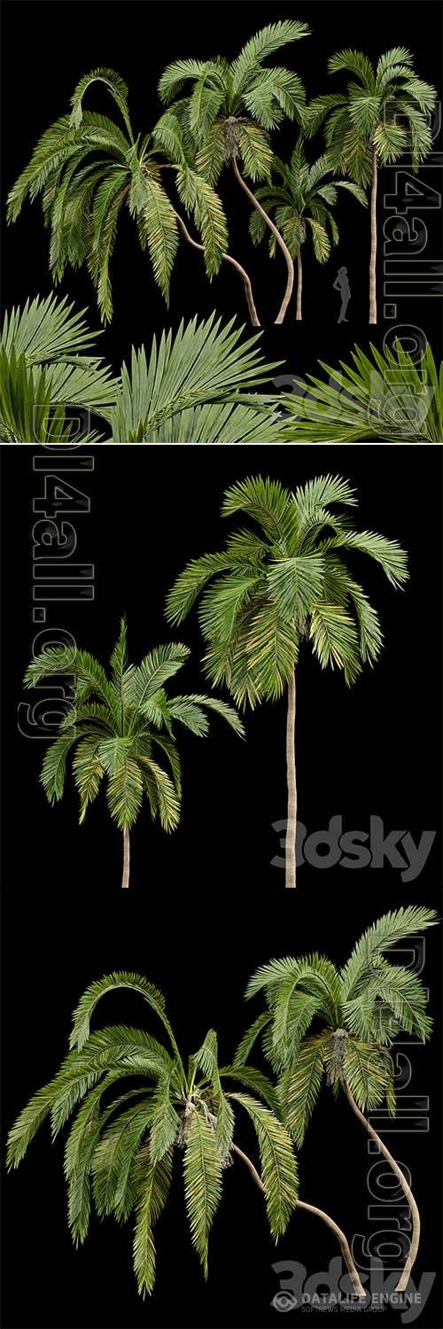 Queen Palm 4 Trees Syagrus Romanzoffiana 3D Models