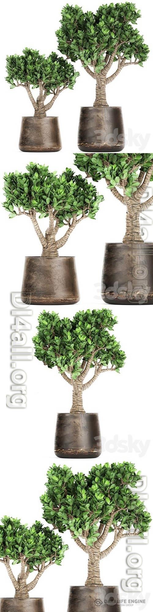 Plant Collection Crassula 930 3D Models